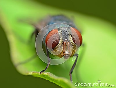 Flies Stock Photo