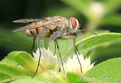 Flies insect moment alone insect Stock Photo