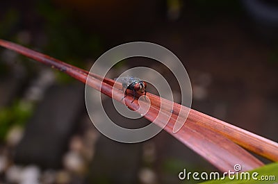 Flies insect were at dry leaves on blurred nature background Stock Photo