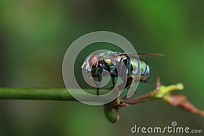 Flies Stock Photo