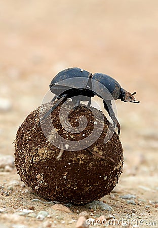 Flighless Dung Beetle Rolling Dung Ball Stock Photo