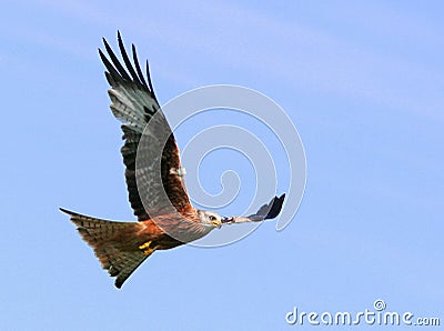 Flight Stock Photo