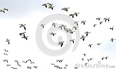 In Flight Stock Photo