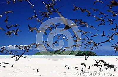 FLIGHT OF BROWN NODDY BIRDS. WHITE SAND BENCH AND EMEURADE COLOURED LAGOON Stock Photo