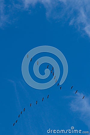 Flight of cranes Stock Photo