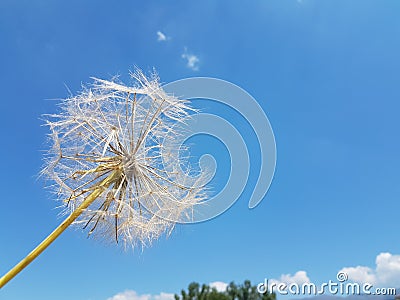 flight flying seed dandelion travel concept migration Stock Photo