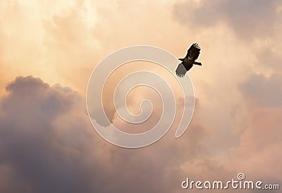 Flight and glory. Steppe eagle flying against cloudy evening sky Stock Photo