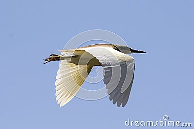 Flight lonely - Sardinia Stock Photo