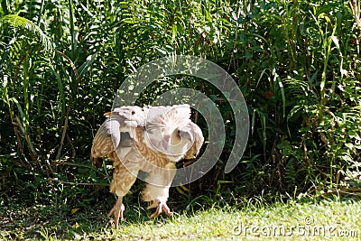 In-flight, the magnificent hooded vulture Stock Photo