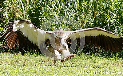 In-flight, the magnificent hooded vulture Stock Photo