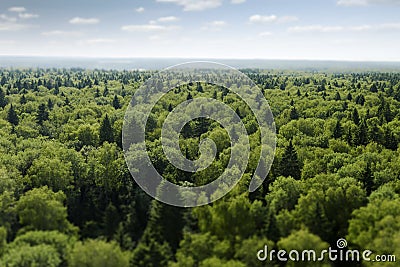 Flight over forest Stock Photo