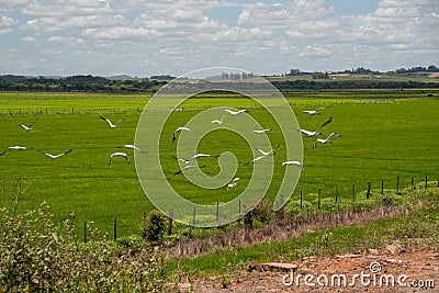 Flock of storks Ciconia maguari flock in fields of the Pampa Biome in southern Brazil Stock Photo