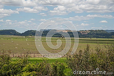 Flock of storks Ciconia maguari flock in fields of the Pampa Biome in southern Brazil Stock Photo