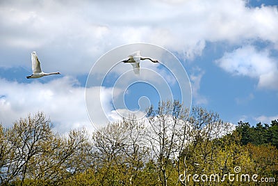 Flight of white swans over trees â€“ blue sky with clouds Stock Photo
