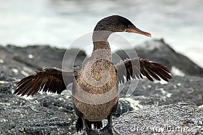 Flightless Cormorant Stock Photo