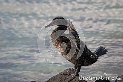 Flightless cormorant on Galapagos Islands Stock Photo