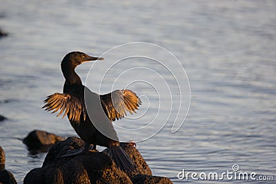 Flightless cormorant drying its wings Stock Photo