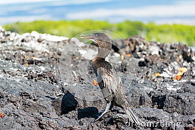 Flightless Cormorant in Galapagos Stock Photo