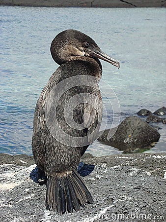 Flightless cormorant at the rocks Stock Photo