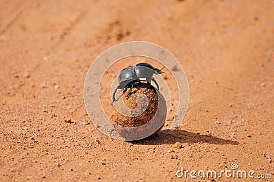 A Flightless Dung Beetle Stock Photo