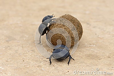 Flightless Dung Beetle, Addo Elephant National Park Stock Photo
