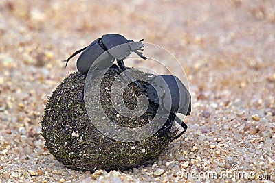 Flightless Dung Beetle (Circellium bacchus) Stock Photo