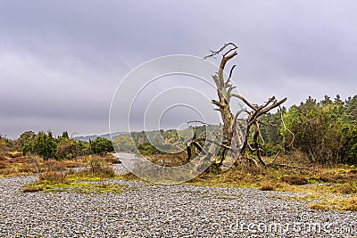 Flintstone field on the island Ruegen, Germany Stock Photo