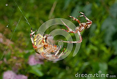 Flirtation of spiders 11 Stock Photo