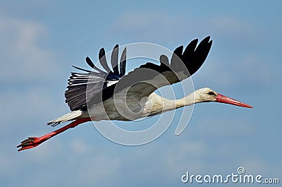 Flying arrow. White Stork in flight. Danube Delta, landmark attraction in Romania Stock Photo