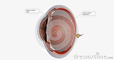 Floaters are small spots in your field of vision Stock Photo