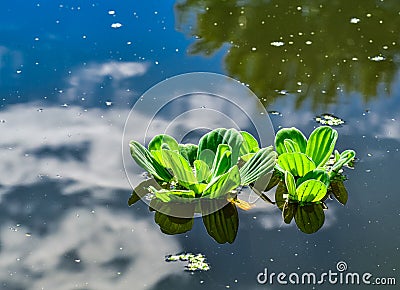 Floating aquatic plants Pistia stratiotes among duckweed and Wolffia in a stagnant pond Stock Photo