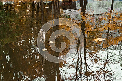 Floating autumn fallen leaves on the calm surface of the pond. Selective focus. A typical autumn day Stock Photo