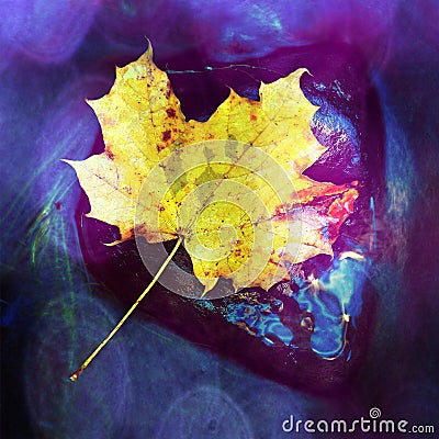 Floating autumn maple leaf on the water Stock Photo