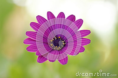The `floating` blossom of a lila flower, Osteospermum Stock Photo