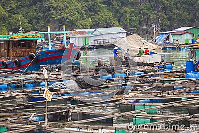 Floating fishing village and fishing boats in Cat Ba Island, Vie Editorial Stock Photo