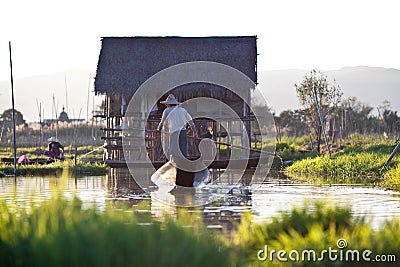 Floating garden on Inle lake, Shan state, Myanmar Editorial Stock Photo
