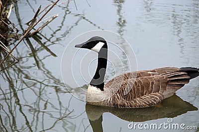 Floating Goose Stock Photo