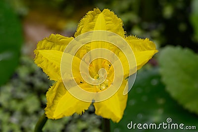 Floating heart Nymphoides peltata, a fringed yellow flower Stock Photo