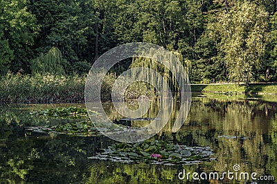 floating leaves in the pond signal that we will soon see water lilies Stock Photo