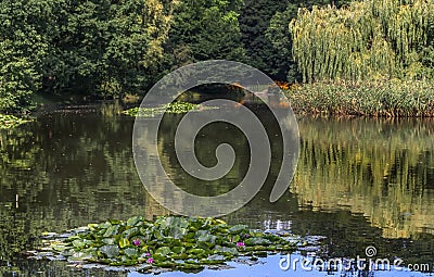 floating leaves in the pond signal that we will soon see water lilies Stock Photo