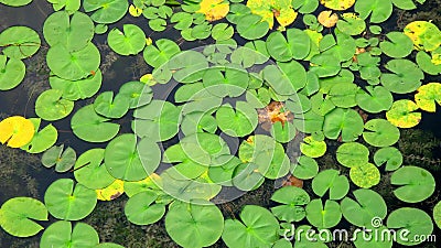 Floating lily pads Stock Photo