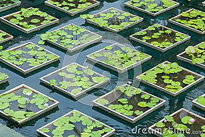 Floating lotus flower pot Stock Photo