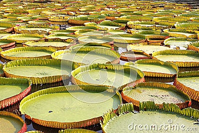 Floating lotus, giant water lily or victoria water lily Stock Photo