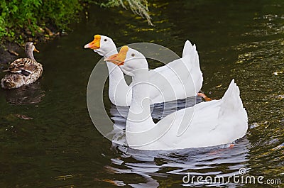 Floating pair white geese Stock Photo