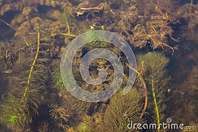 Floating plants of whorl leaf watermilfoil Myriophyllum verticillatum Stock Photo