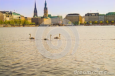 Floating swans on the Alster lake in the center of Hamburg. Stock Photo