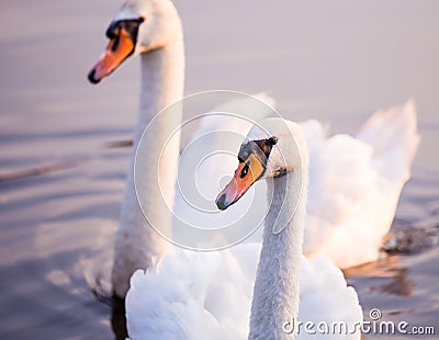 Floating swans Stock Photo