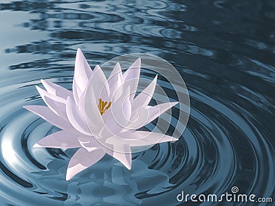 Floating waterlily Stock Photo