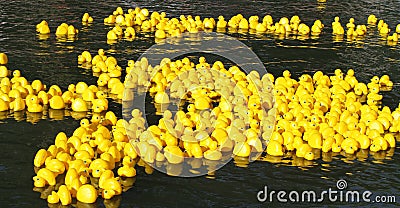 Floating yellow little ducks Stock Photo