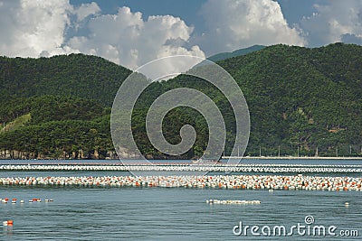 Floats on aquaculture farms in Republic of Korea Stock Photo